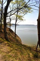 Obraz premium Wald im Frühling am Hochufeweg, Lietzow, Rügen