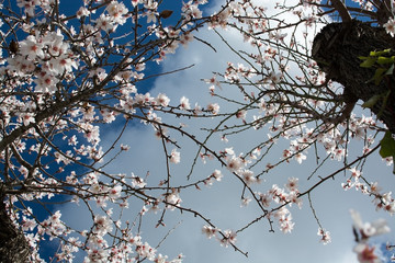 Blossoming almond trees