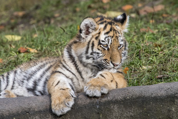 the tiger family