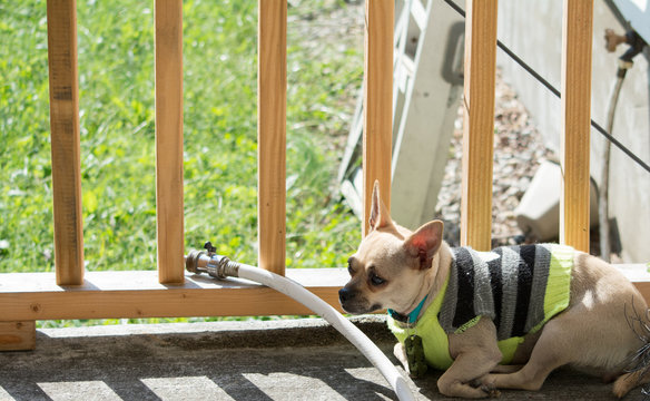 CHUG Laying in Sun