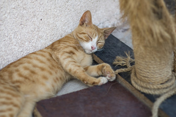 Cat sleeping under scratch tree
