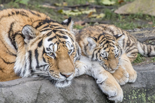 the tiger family