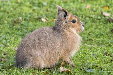 Mara - Cavy