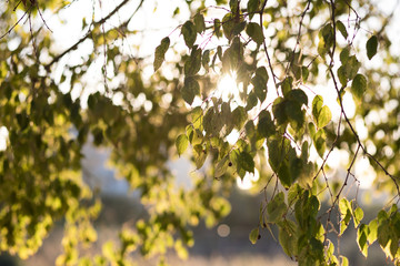 Green leaves in the late afternoon with the sun in the background focus and blur