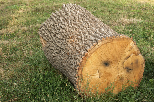 Cut log of old big oak tree on green meadow