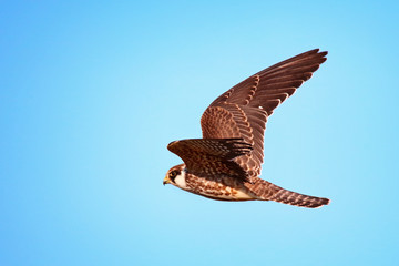 young red-footed falcon