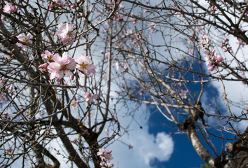 Blossoming almond trees
