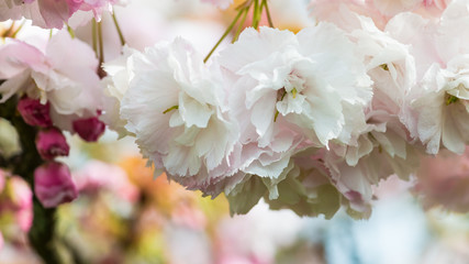Spring Blossom