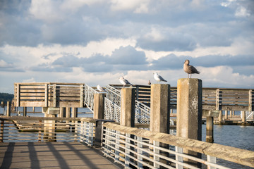 Seagulls Lined Up on Pilings of Public Fishing Pier with Dramatic Sky and Lighting of Setting Sun