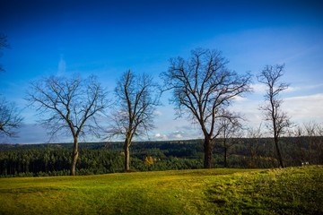 Trees in autumn field