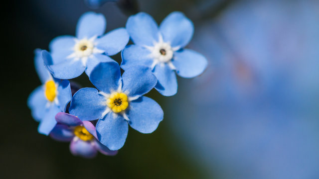 Blue Forget Me Nots