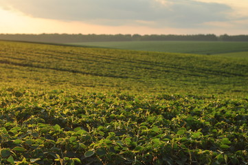 soy field