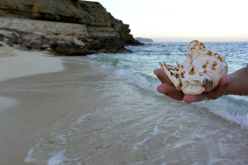 La concha y mar