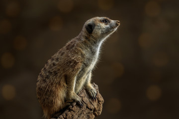 Fototapeta premium Meerkat Portrait