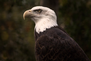 Fototapeta premium American Bald Eagle Portrait