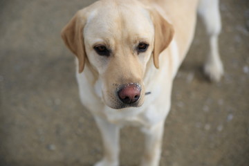 Yellow Lab Pensive Stare