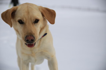 Cute Yellow Lab Frolics in Snow
