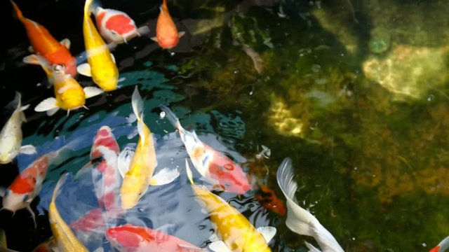 Koi fish, Fancy Carp fish, Crayfish swimming in the pond