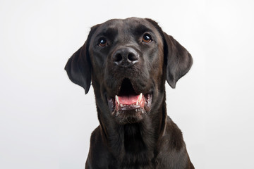 Isolated cute young black labrador wearing no collar, looking at camera concerned