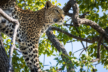 Leopard in a tree