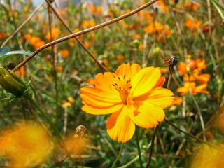 Cosmos sulphureus Flower