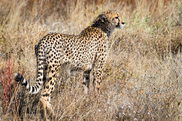 Cheetah in Kalhari