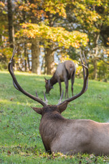 Female Elk Grazes in Front of Bull Elk