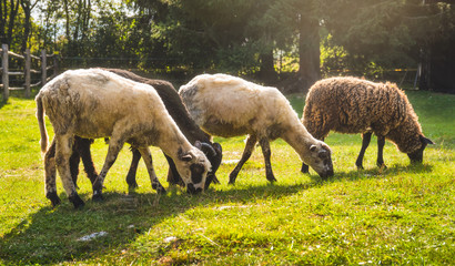Naklejka na ściany i meble Different Sheeps Grazng on a Rural Farm