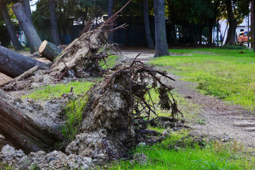 台風で倒れた木