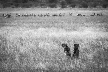 Cheetah in Kalhari