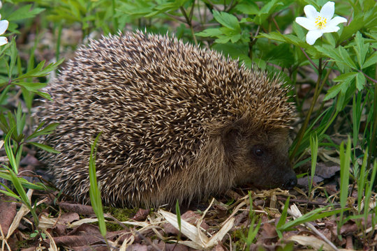 Young hedgehog in spring forest among anemones