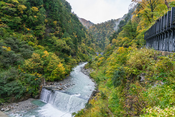 Beautiful view of blue waterfall river and rocky cliff mountain with colorful yellow leaves tree in early morning autumn, Kurobe onzen central Japan