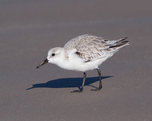 Sanderling