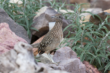 Greater Roadrunner