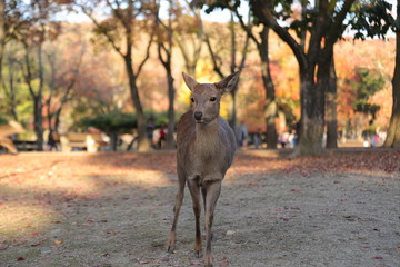 奈良公園　鹿と紅葉