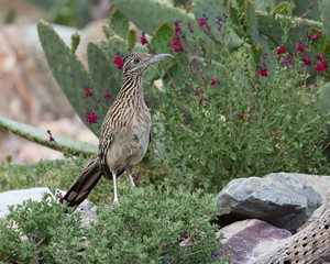 Greater Roadrunner