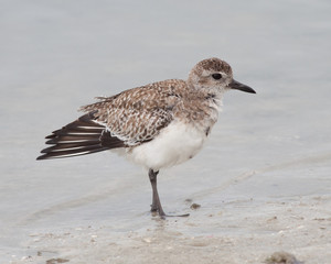 Black-bellied Plover