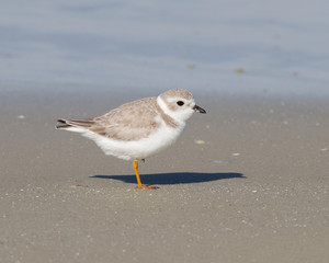 Piping Plover