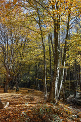 Amazing Autumn Landscape with yellow near Devil town in Radan Mountain, Serbia