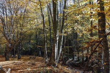 Obraz premium Amazing Autumn Landscape with yellow near Devil town in Radan Mountain, Serbia