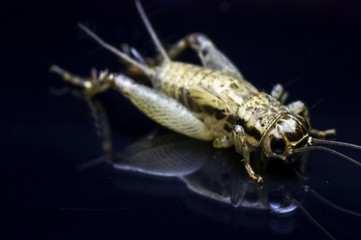 House cricket (Acheta domestica) with reflection on black background