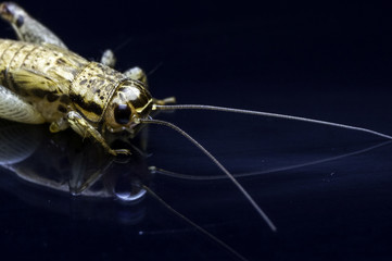 House cricket (Acheta domestica) with reflection on black background