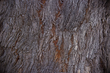 Texture Wood