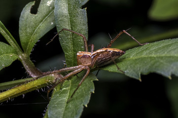 Lynx Spider in Oxyopidae family.