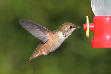 Fototapeta premium Allens Hummingbird (Selasphorus sasin)