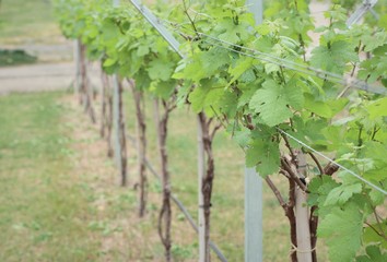Fototapeta na wymiar grape leaves in vineyard