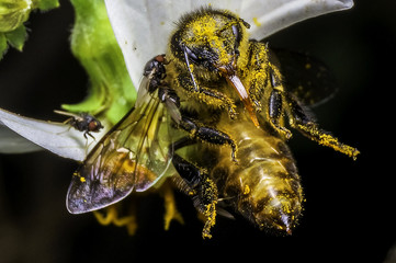 hoverfly in nature