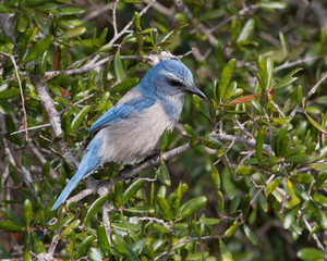 Florida Scrub Jay