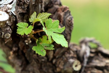 grape leaves in vineyard