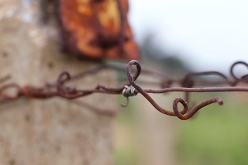 barb wire in vineyard